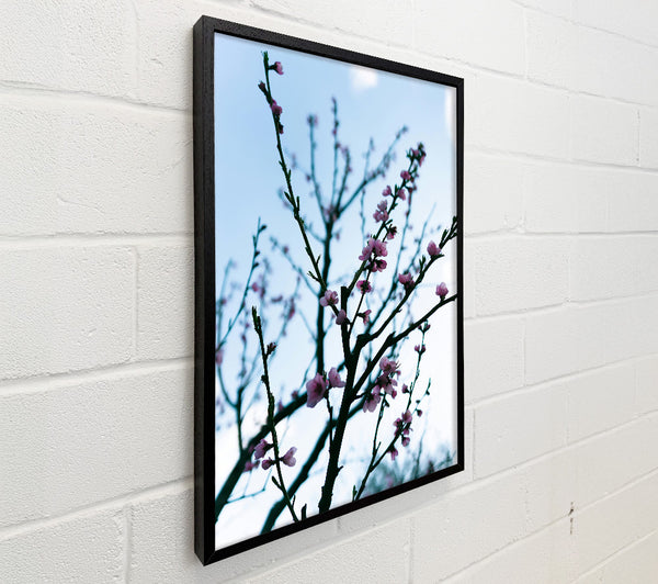 Pink Spring Branches
