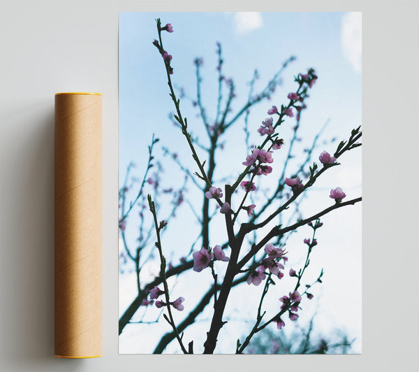 Pink Spring Branches Giclee Print