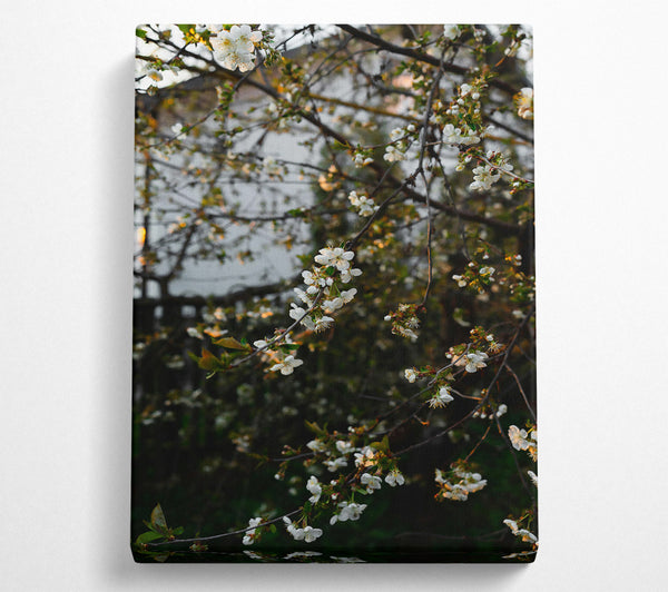  A Canvas Print of White Blossoms In Springtime Canvas Wall Art