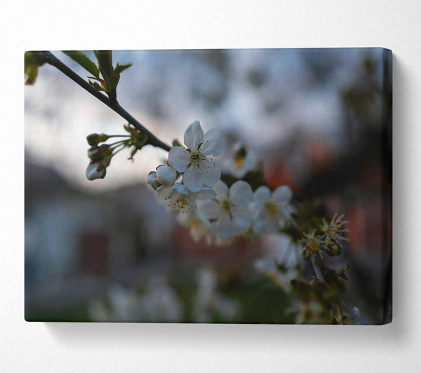 A Canvas Print of White Spring Blossoms Canvas Print