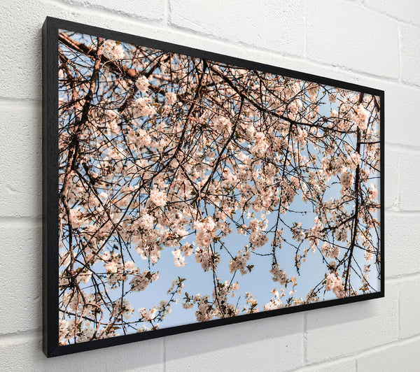 White Blossom Canopy