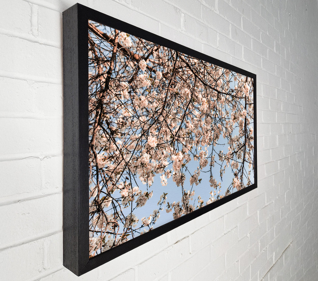  A Canvas Print of White Blossom Canopy Canvas Wall Art