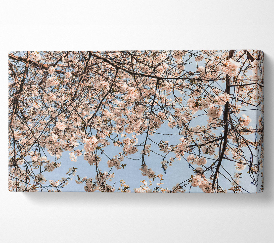  A Canvas Print of White Blossom Canopy Canvas Wall Art