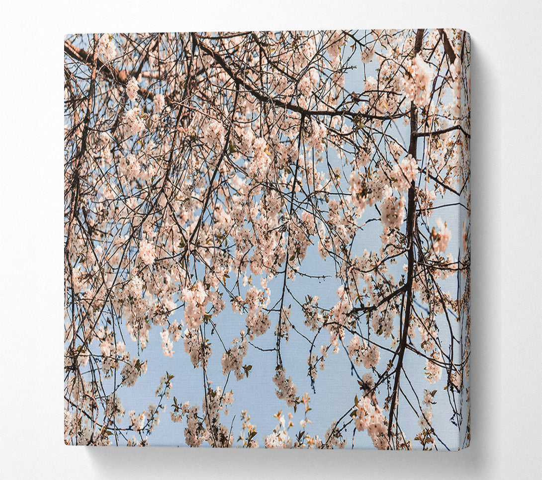  A Canvas Print of White Blossom Canopy Canvas Wall Art