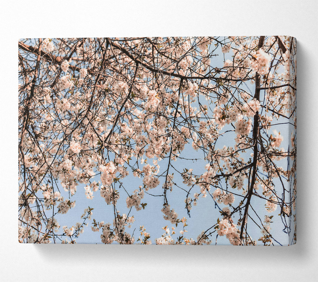  A Canvas Print of White Blossom Canopy Canvas Wall Art