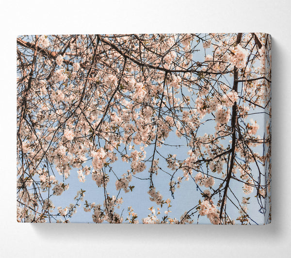  A Canvas Print of White Blossom Canopy Canvas Wall Art