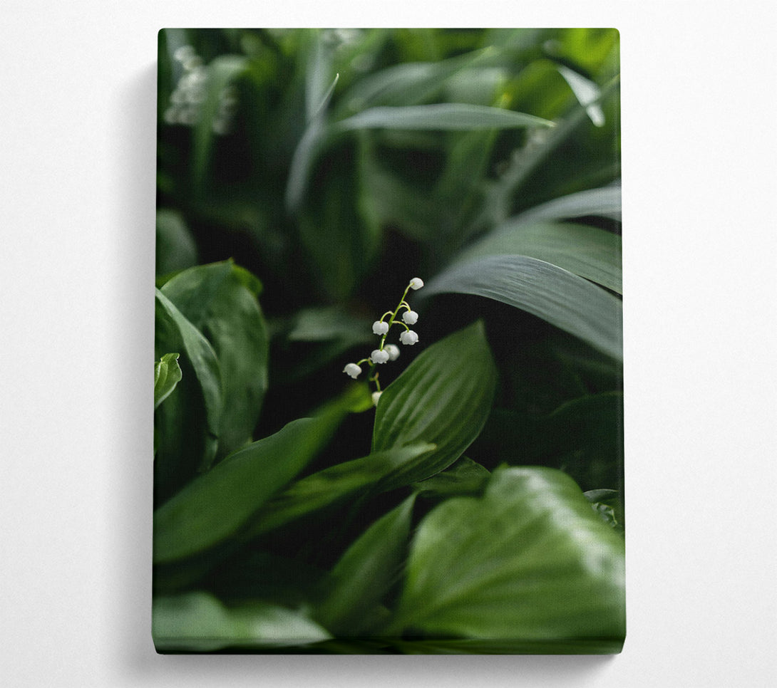  A Canvas Print of Emerald Lily Bloom Canvas Print