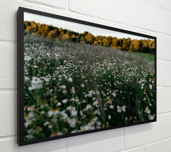 Green Meadow Daisies