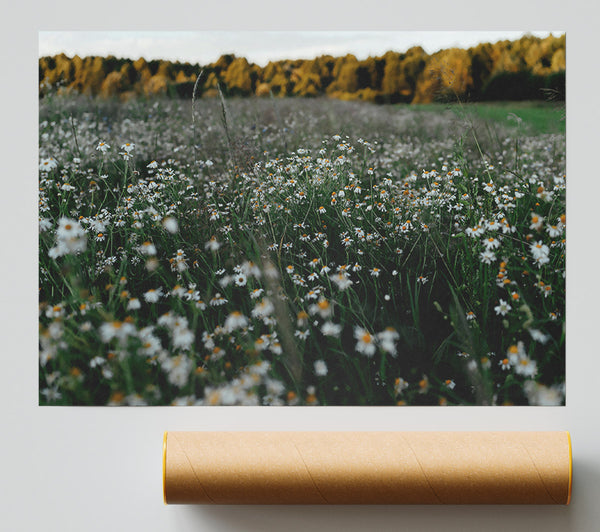 Green Meadow Daisies Print