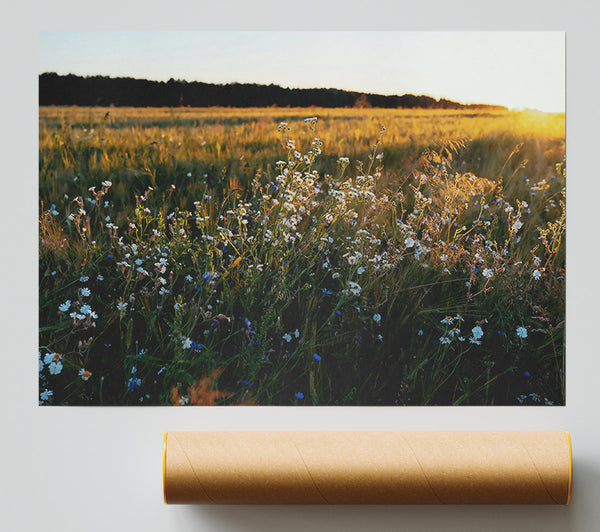 Golden Field Blooms Giclee Print