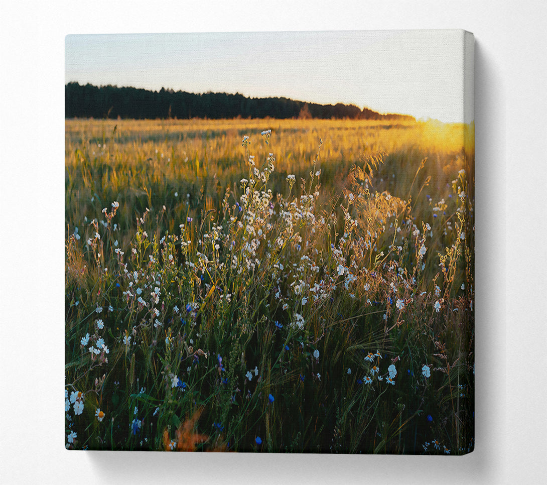  A Canvas Print of Golden Field Blooms Canvas Print
