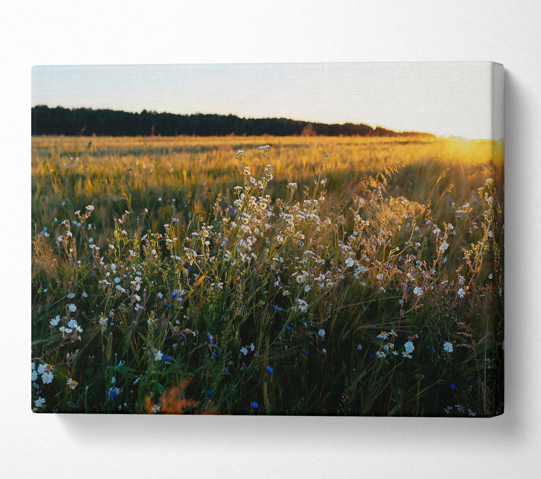 A Canvas Print of Golden Field Blooms Canvas Print