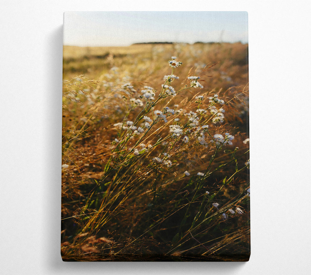  A Canvas Print of Golden Field Blooms Canvas Print