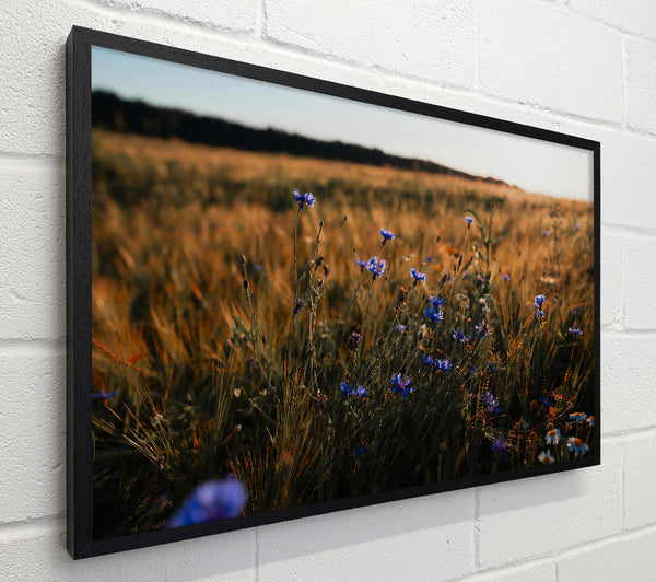 Golden Blue Field