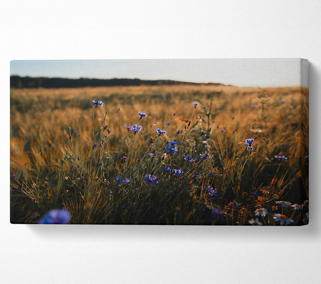  A Canvas Print of Golden Blue Field Canvas Print