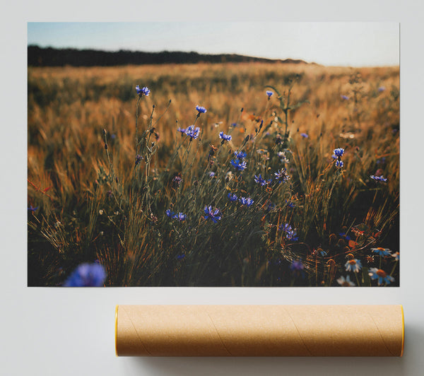 Golden Blue Field Poster