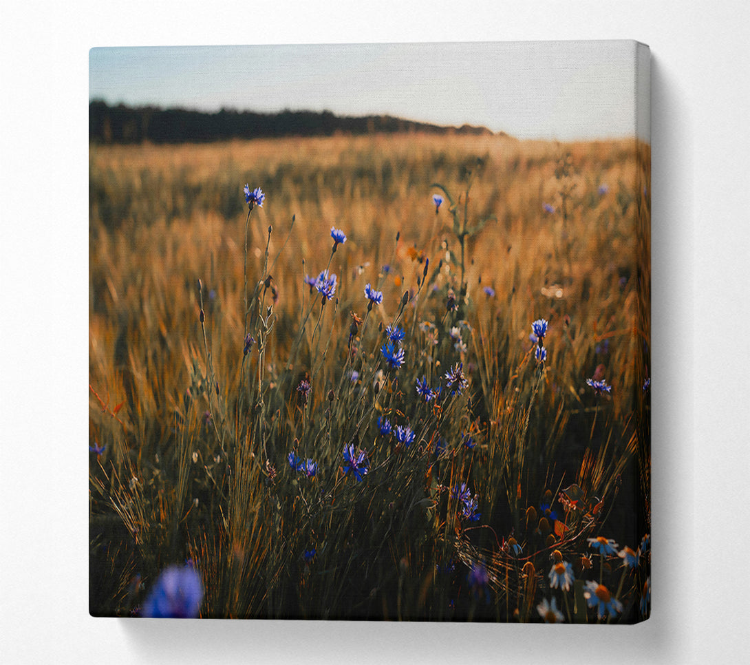  A Canvas Print of Golden Blue Field Canvas Print