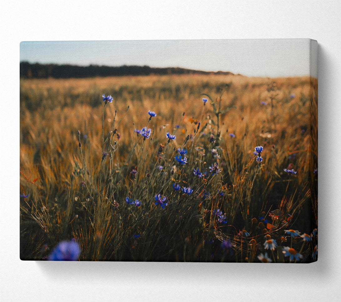  A Canvas Print of Golden Blue Field Canvas Print