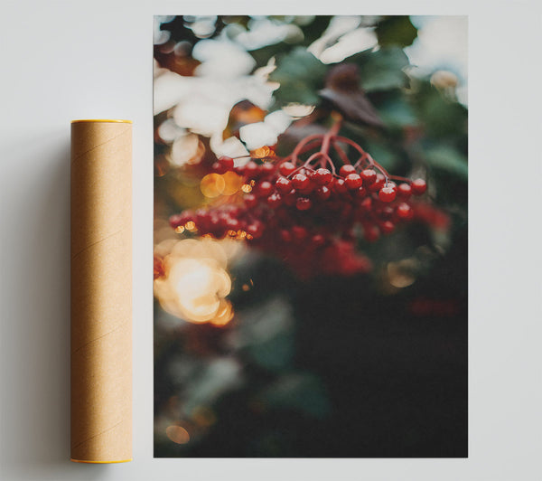 Red Berries In Bloom Poster