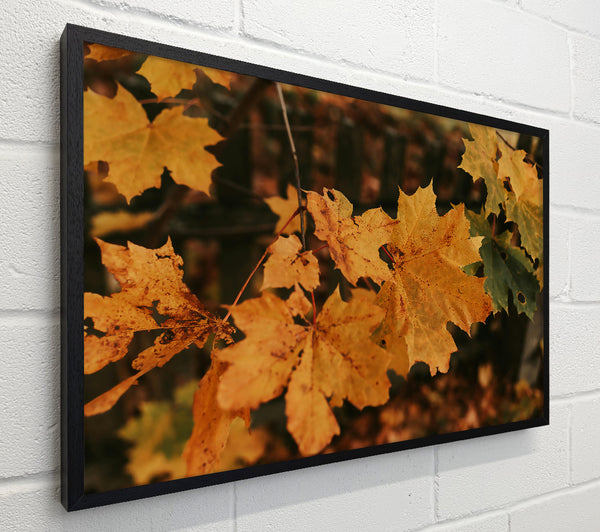 Golden Leaf Memories