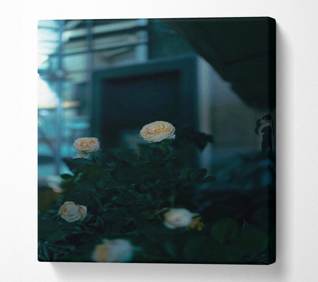  A Canvas Print of Pale Blooms In The Dark Canvas Art