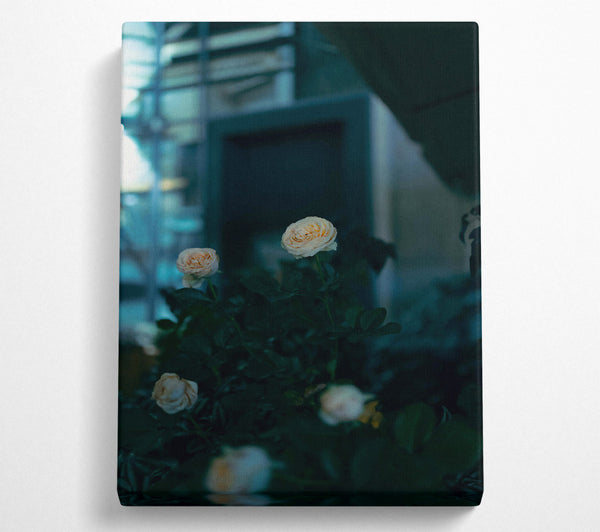  A Canvas Print of Pale Blooms In The Dark Canvas Art