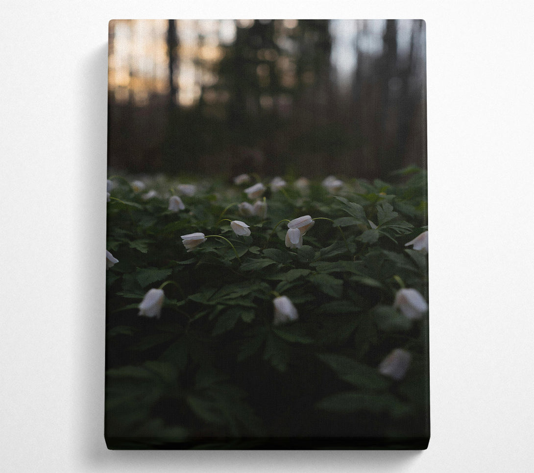  A Canvas Print of Green And White Blooms Canvas Art
