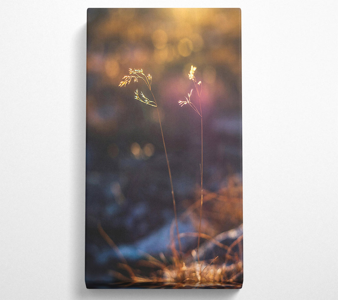  A Canvas Print of Golden Light Through Grass Canvas Art