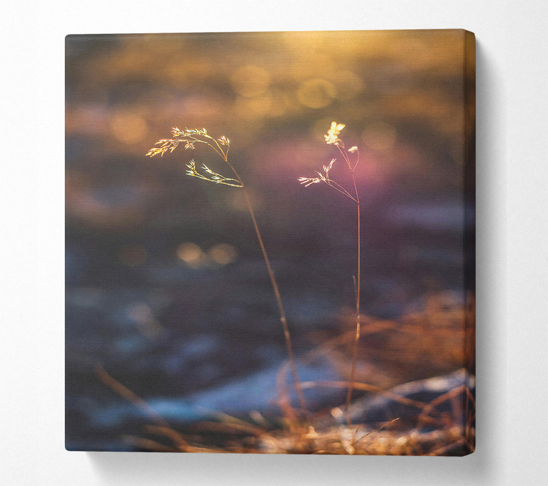  A Canvas Print of Golden Light Through Grass Canvas Art