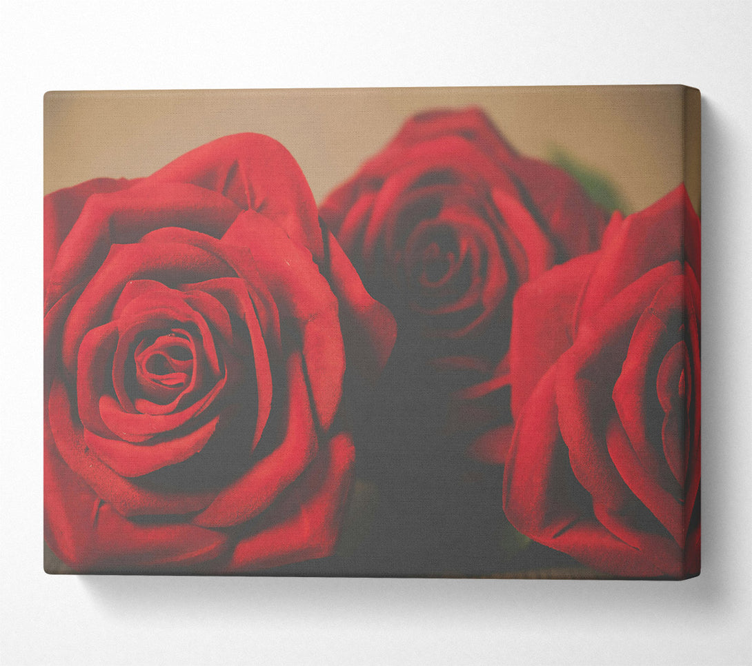  A Canvas Print of Crimson Rose Embrace Canvas Print