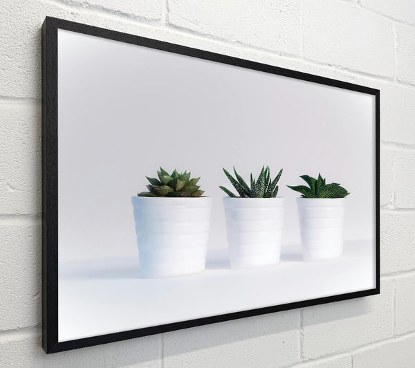 White Pots Of Green
