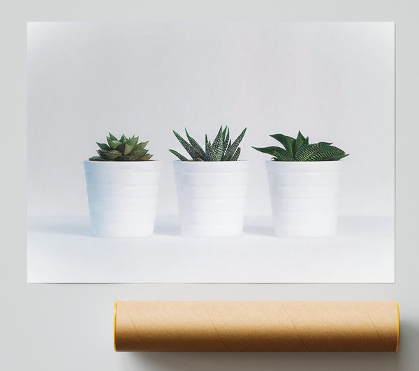 White Pots Of Green Poster