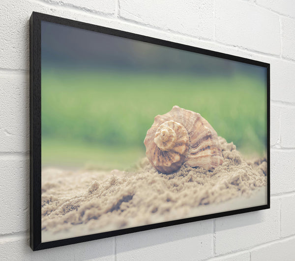 The Brown Seashell