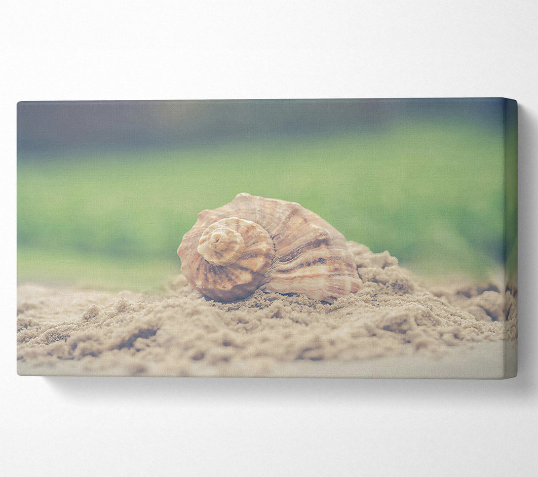  A Canvas Print of The Brown Seashell Canvas Print