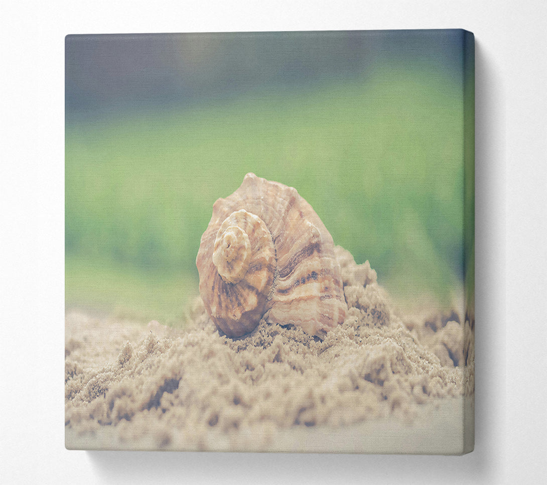  A Canvas Print of The Brown Seashell Canvas Print