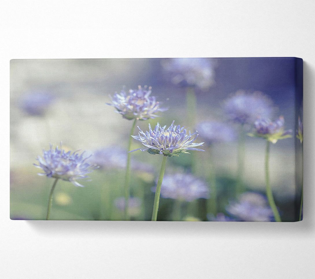  A Canvas Print of Lavender Field Dreams Canvas Wall Art