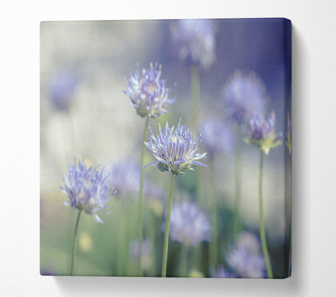  A Canvas Print of Lavender Field Dreams Canvas Wall Art