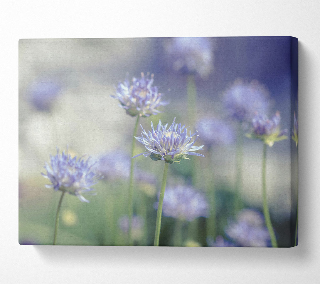  A Canvas Print of Lavender Field Dreams Canvas Wall Art