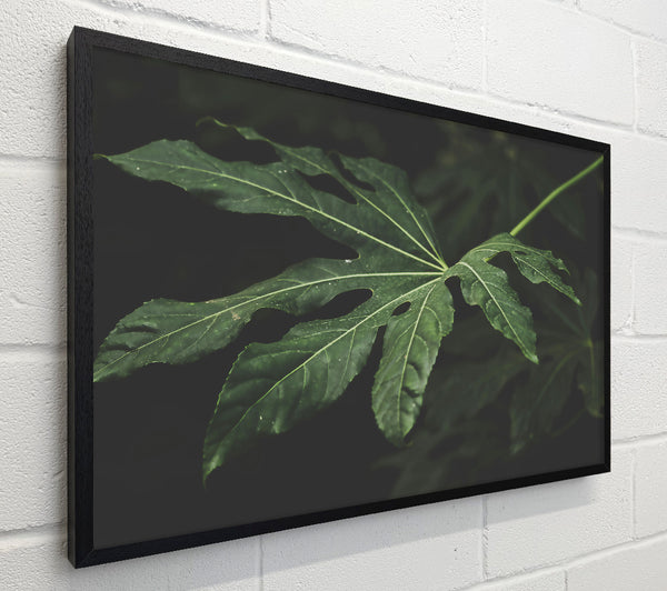 Emerald Leaf Shadow
