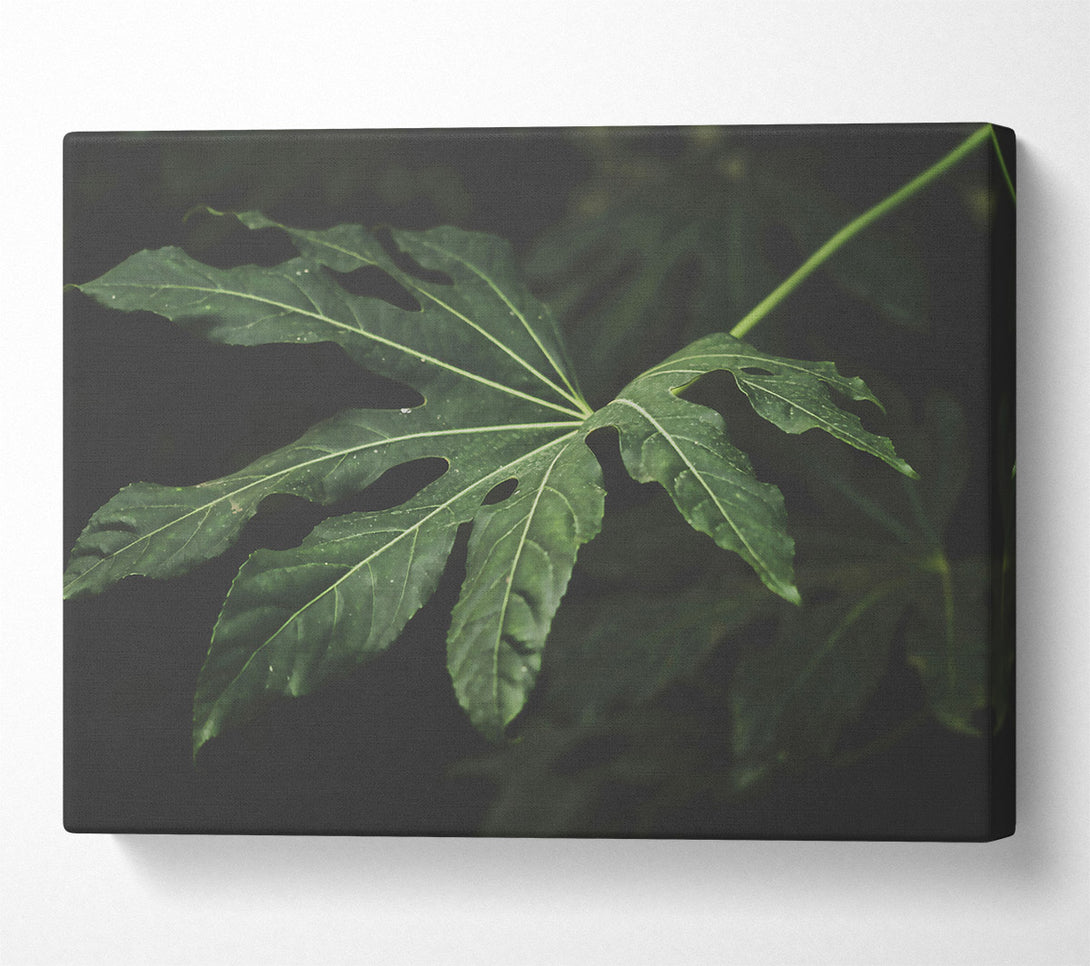  A Canvas Print of Emerald Leaf Shadow Canvas Wall Art