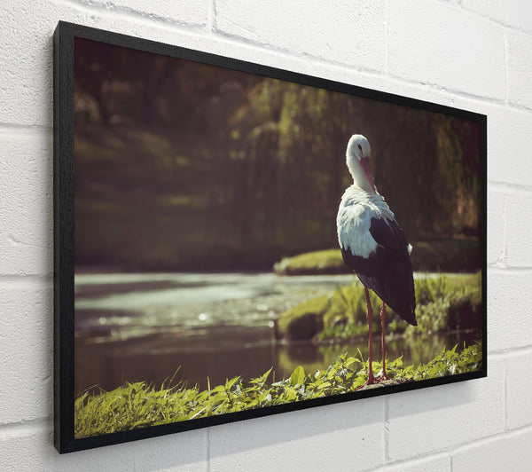 White Stork By The Water