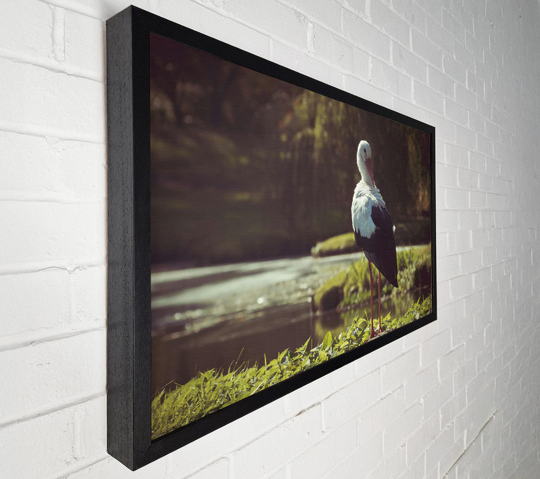  A Canvas Print of White Stork By The Water Canvas Print