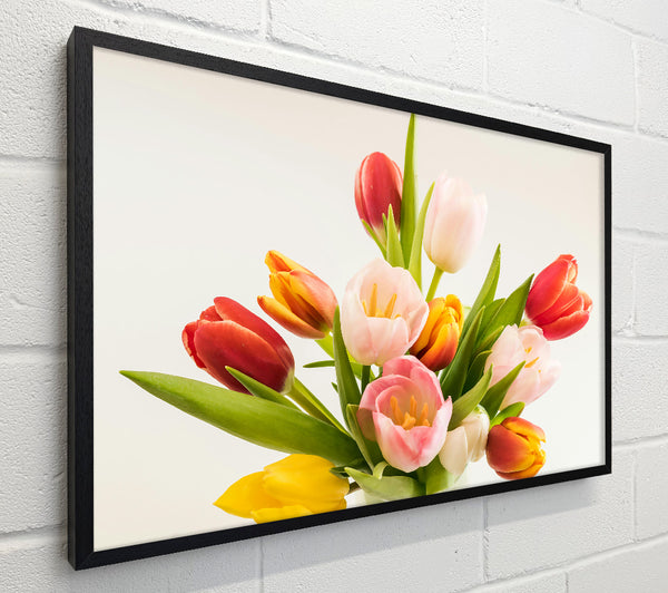 Pink And Red Tulips