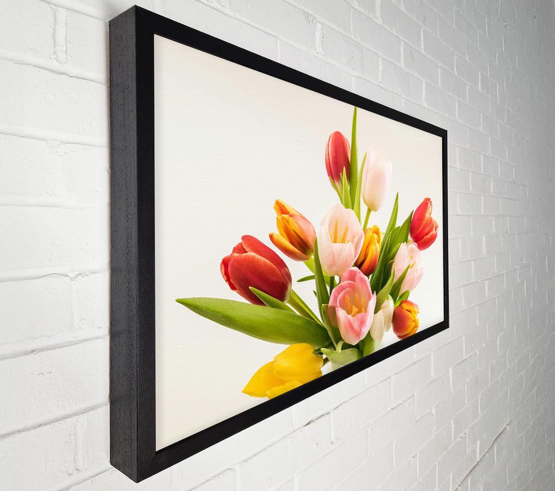  A Canvas Print of Pink And Red Tulips Canvas Print