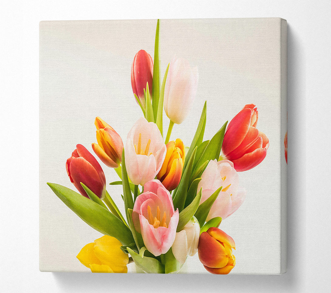  A Canvas Print of Pink And Red Tulips Canvas Print