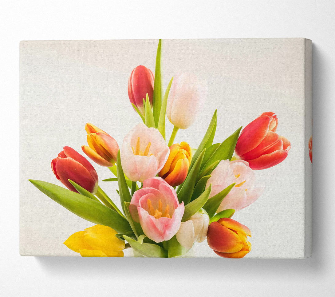  A Canvas Print of Pink And Red Tulips Canvas Print