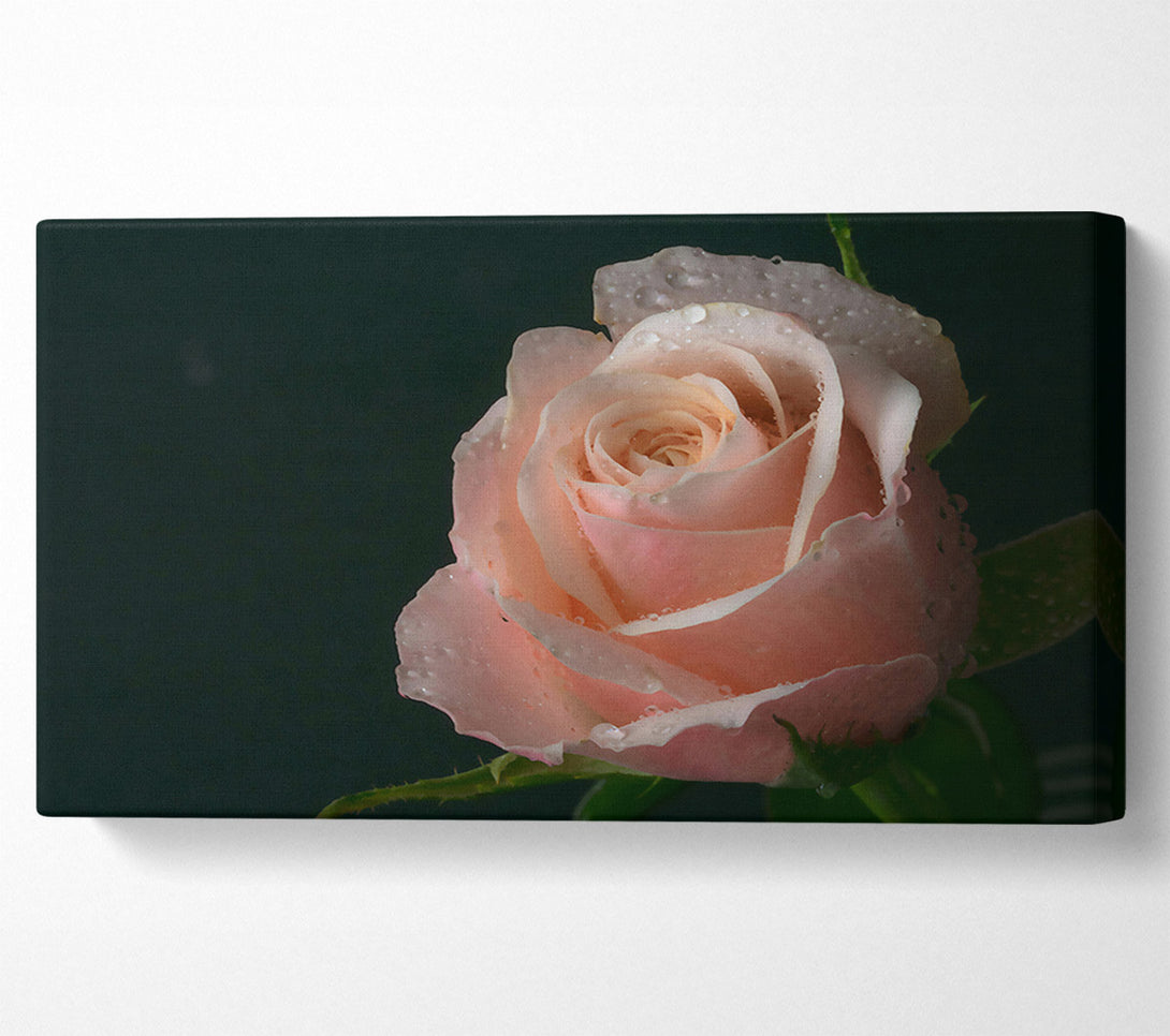  A Canvas Print of Dewy Peach Rose Canvas Art