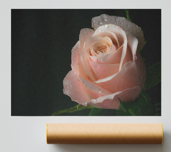 Dewy Peach Rose Poster