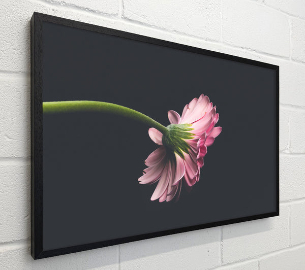 Pink Flower Reverie