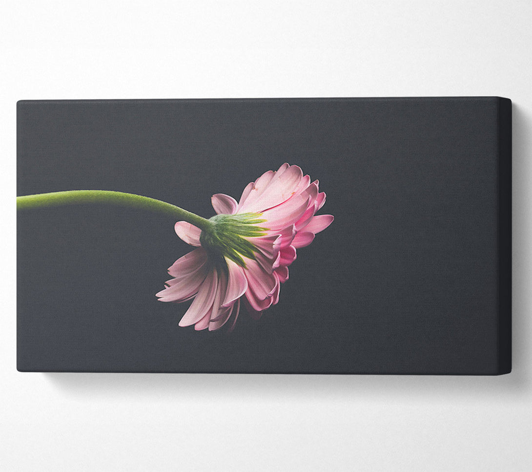  A Canvas Print of Pink Flower Reverie Canvas Print